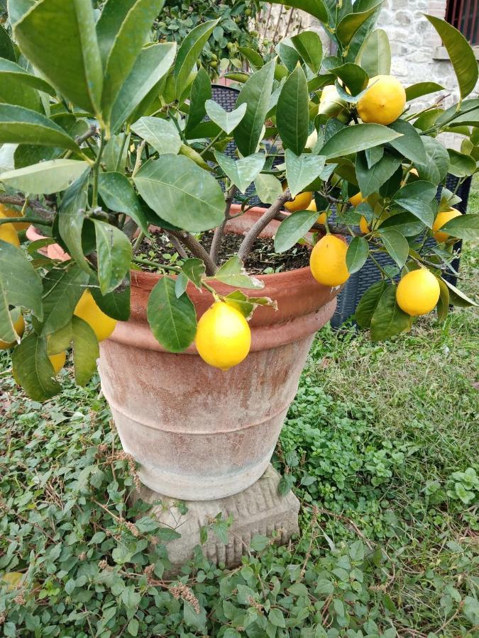 Limon D'Oro Villa Monte San Savino Exterior photo